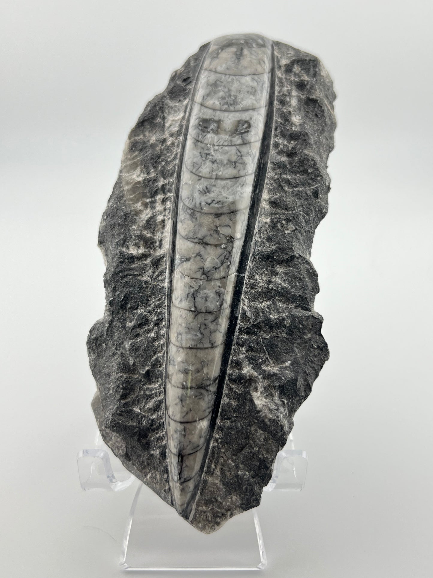 Orthoceras Fossil