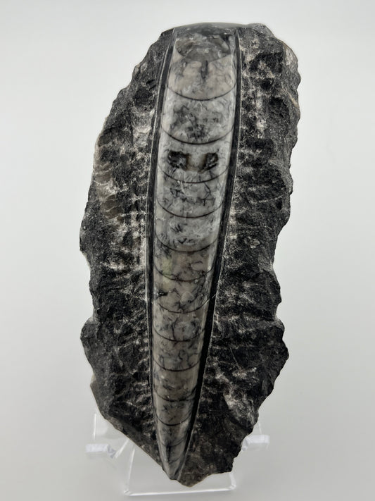 Orthoceras Fossil