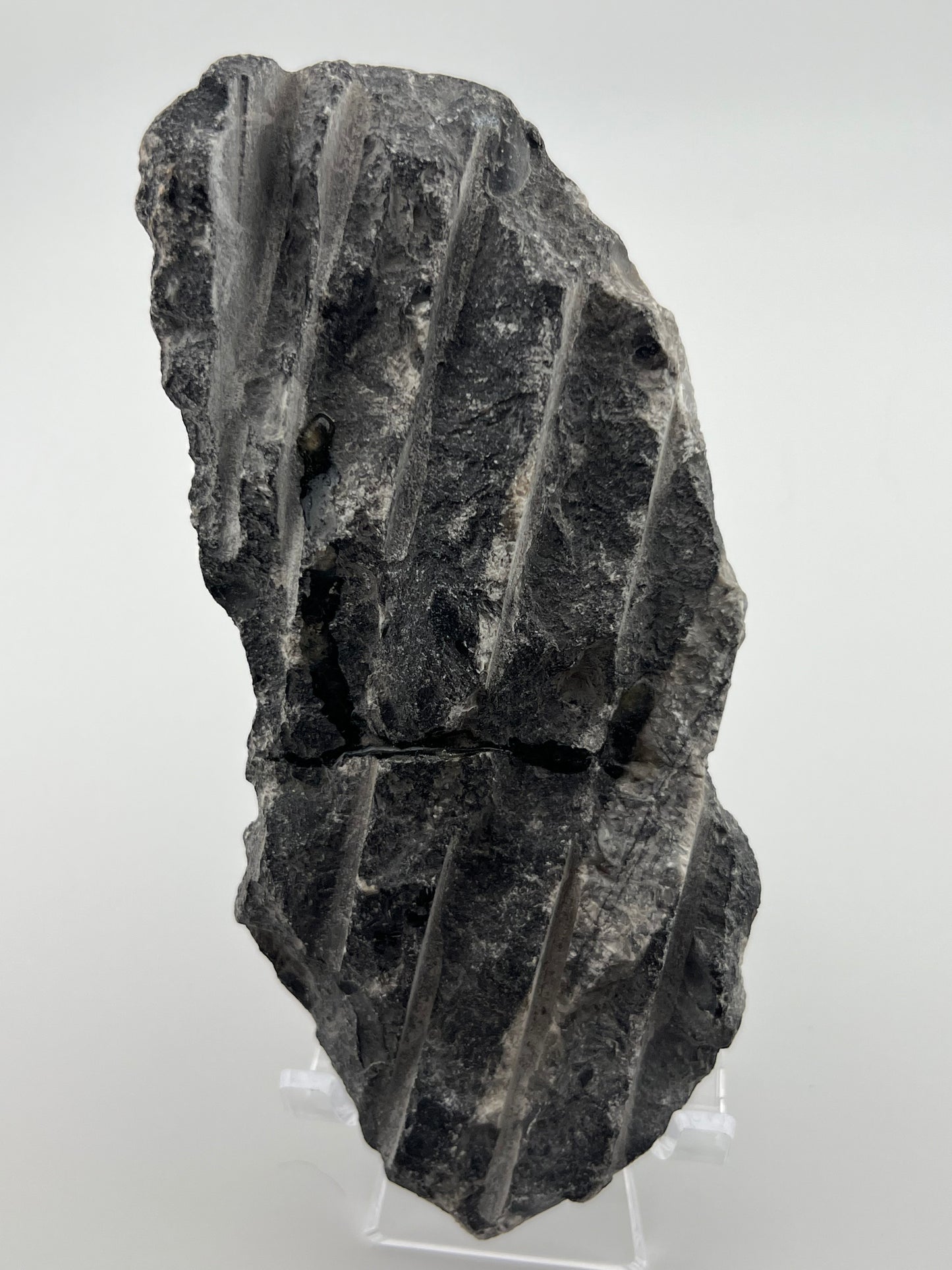 Orthoceras Fossil